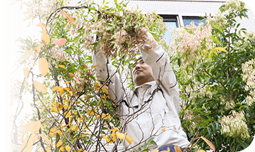 庭の植栽にLED装飾する酒井良至