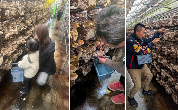 真剣にキノコ狩りをする様子